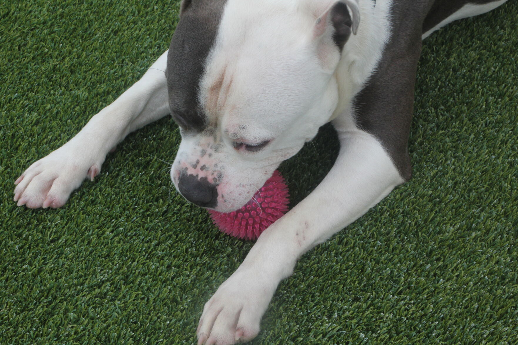Bruno playing.JPG